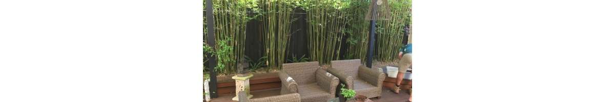 Red Cloud Bamboo Banner