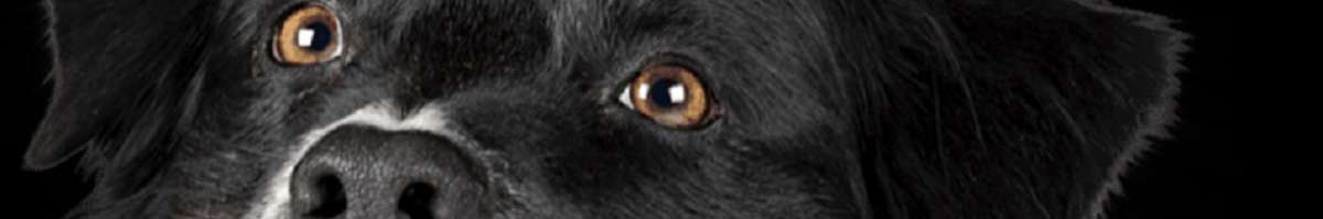 Woofers Sleepovers Banner