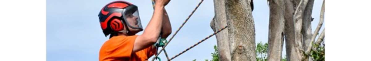 Rutherford Trees Banner