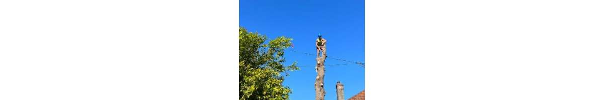 Treearge Services Banner