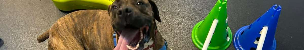 Canine PT and Me - Dog Arthritis Treatment Banner