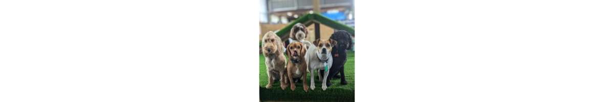 Barkley Park Dog Day Care Banner