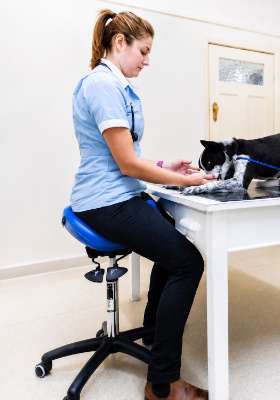 Ergonomic Chair - For Veterinary