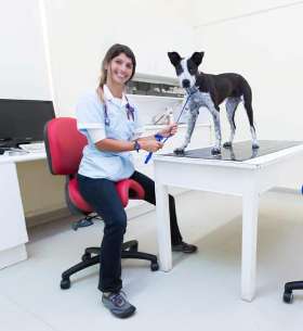 Ergonomic Chair - For Veterinary