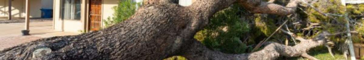 A1 Tree Service Banner