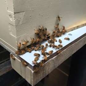 Right Pest Control - pest control melbourne 