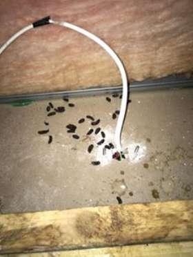 Right Pest Control - pest control melbourne 