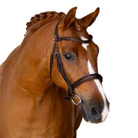 Horse Bridles
