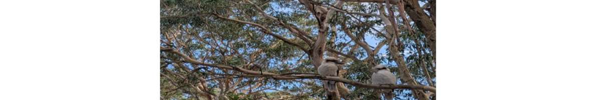 Geelong Tree Consulting Banner
