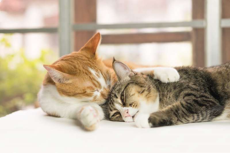 Dogtainers Supports Australian Pet Owners with Trusted Cat Transport Solutions