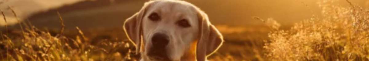 Prestige K9 Banner