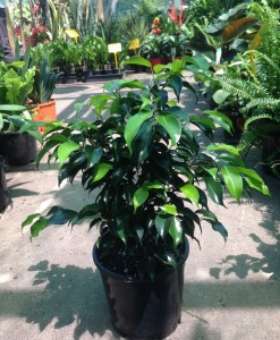 Westlake Nursery