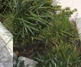 ECA Extreme Clean Australia