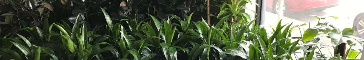 Luwasa Indoor Plant Hire Banner