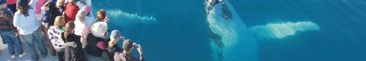 Whalesong Cruises Hervey Bay Banner