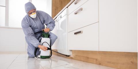 Professional Pest Control: How they handle Termite Treatment