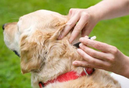 Flea and Tick Treatments for your Pet