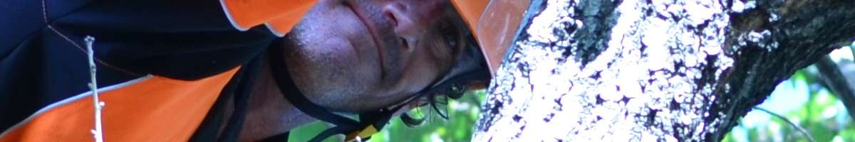 Cutting Edge Tree Maintenance Banner