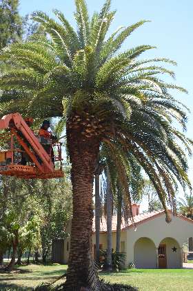 Cutting Edge Tree Maintenance