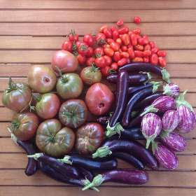 The Little Veggie Patch Company