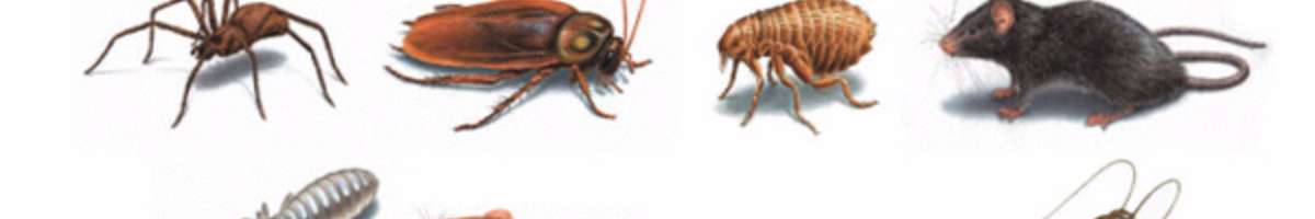 Australian pest Specialists Banner