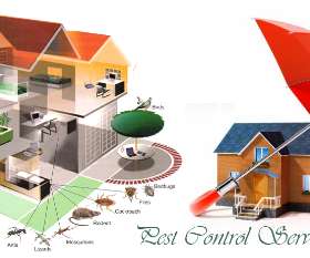 Same Day Pest Control