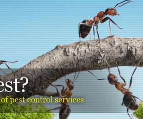Same Day Pest Control