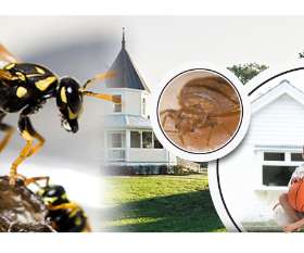 Same Day Pest Control