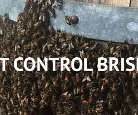 Same Day Pest Control