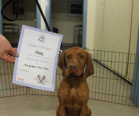 Macquarie Veterinary Clinic 