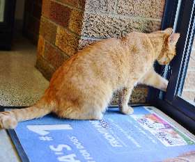 Macquarie Veterinary Clinic 
