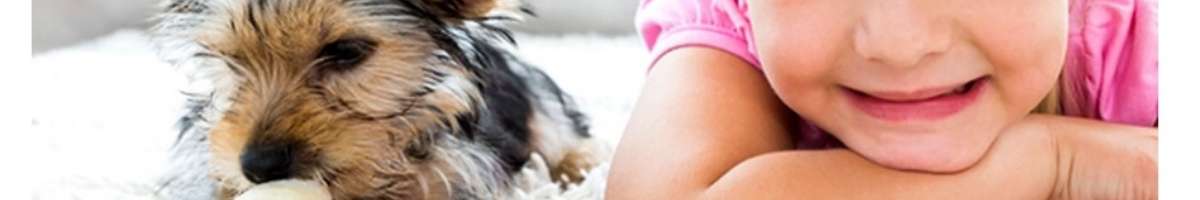 Absolute Carpet Care Banner