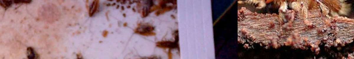 7 Days Pest Control Banner