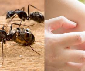 7 Days Pest Control