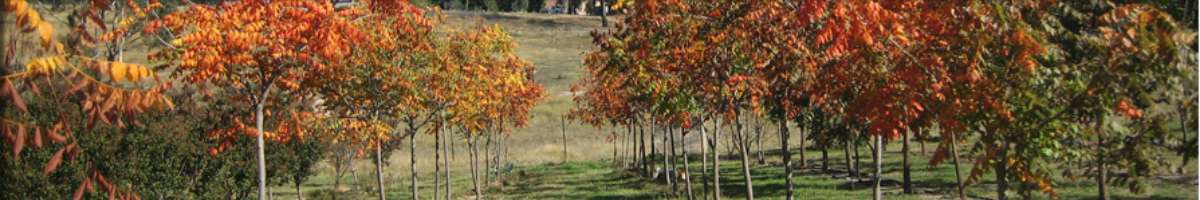 Tumut Tree Farm Banner