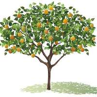 Clementine By Design Logo