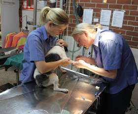 Macquarie Veterinary Clinic 