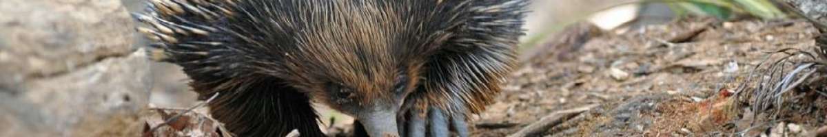 Birdland Animal Park Banner