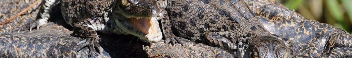 Crocodylus Park Banner