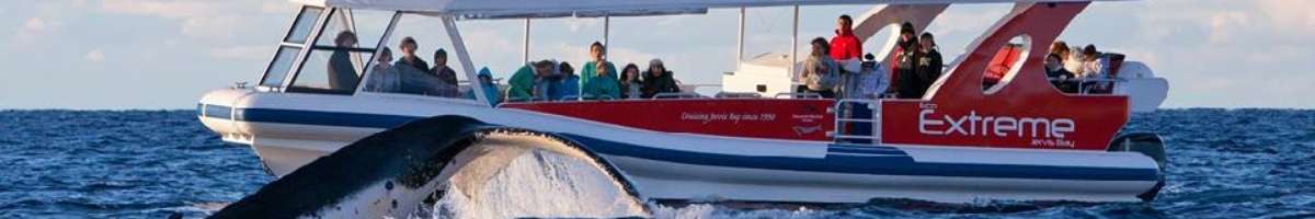 Dolphin Watch Cruises Banner