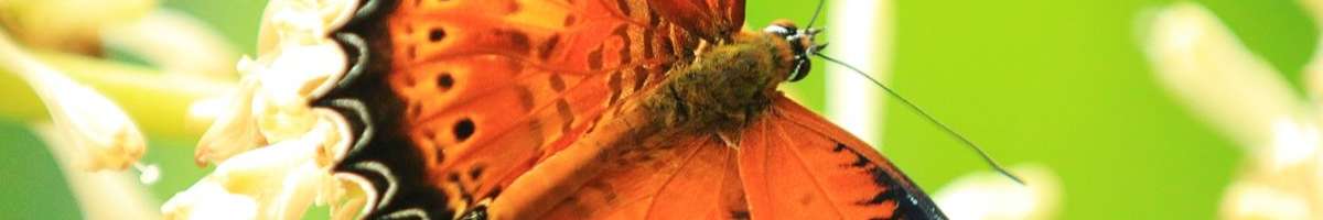 Australian Butterfly Sanctuary Banner