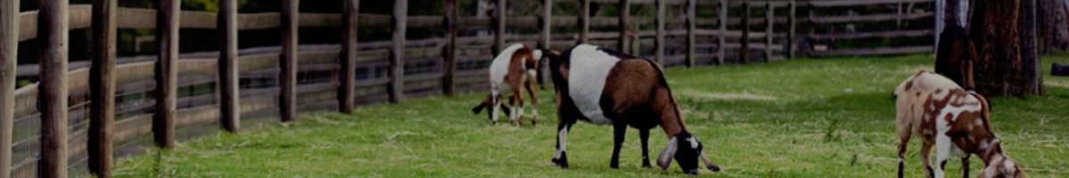 Collingwood Children's Farm Banner