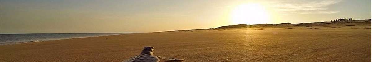 Sea Darwin Banner