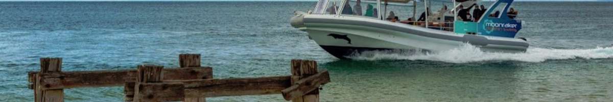 Moonraker Dolphin Swims Banner