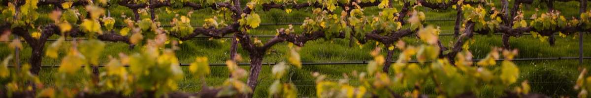 Howling Wolves Wines Banner