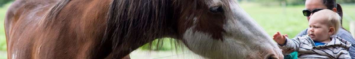 Sunflowers Animal Farm Banner