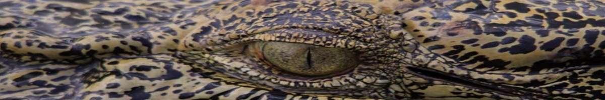 Spectacular Jumping Crocodile Cruise Banner