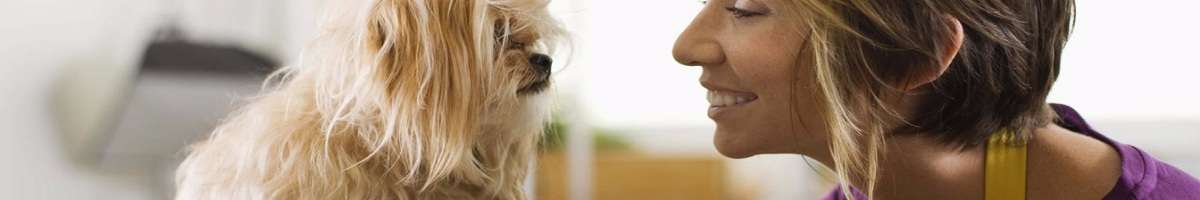 Doggies Pet Boutique Banner