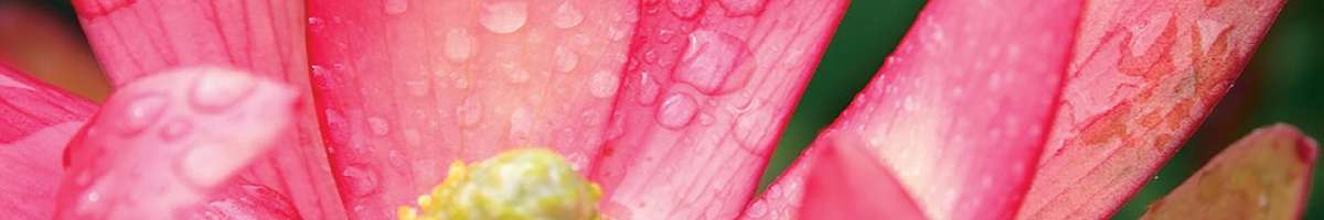 Flower Power Garden Centres Banner