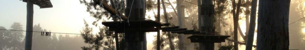 Trees Adventure Banner